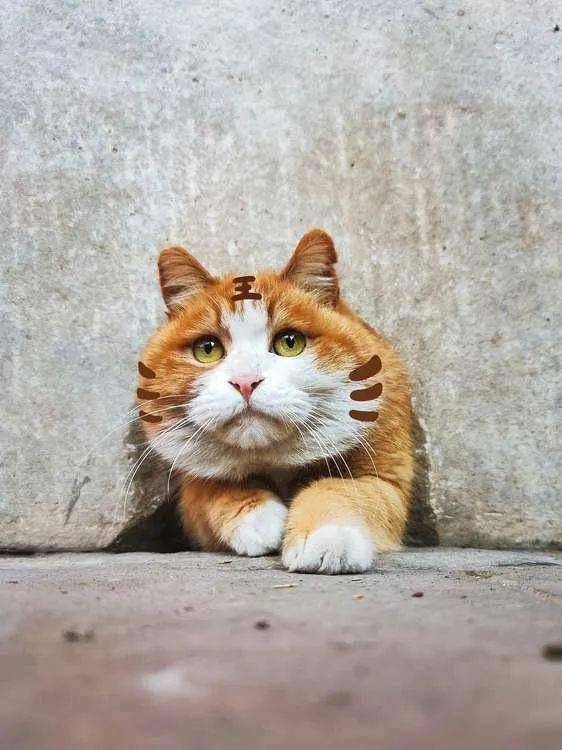 贺岁|顶流明星贺岁,送你全年表情包