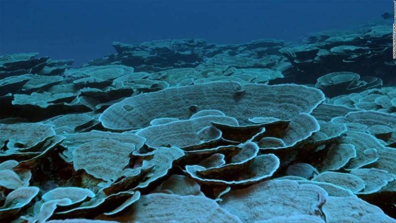 海底|南太平洋大溪地发现世界最大原始珊瑚礁，科学家惊叹难以置信