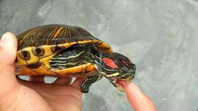 乌龟怎么钓最快 5d6528c0ffb142ce91b0cdab1533a155.jpeg