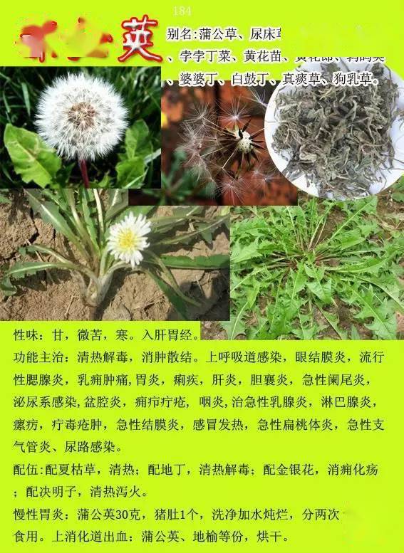 300种常见中草药图谱