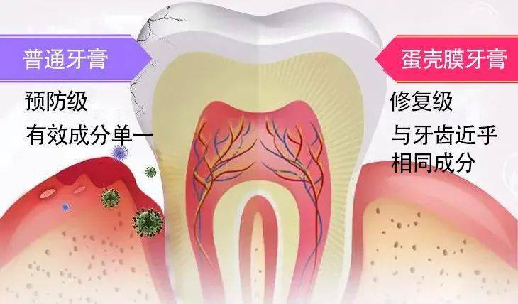 再生|牙齿上裹层“膜”，竟能让牙齿“再生”，烂牙变好牙！家家都有这材料