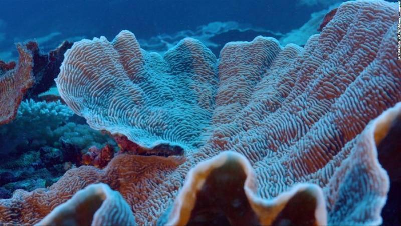 海底|南太平洋大溪地发现世界最大原始珊瑚礁，科学家惊叹难以置信