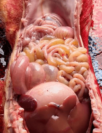 病理解剖1病理解剖与病原检测情况三80日龄小猪从保育转至后备舍开始