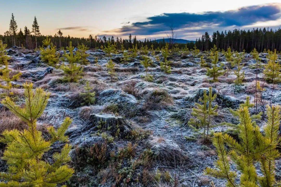 世界步入灭绝时代有人依然在为大象蜜蜂海牛和森林而努力