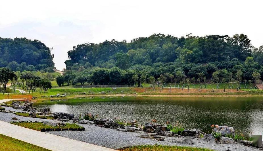 东莞石排湿地公园图片