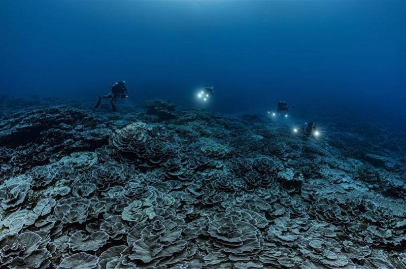 海底|南太平洋大溪地发现世界最大原始珊瑚礁，科学家惊叹难以置信