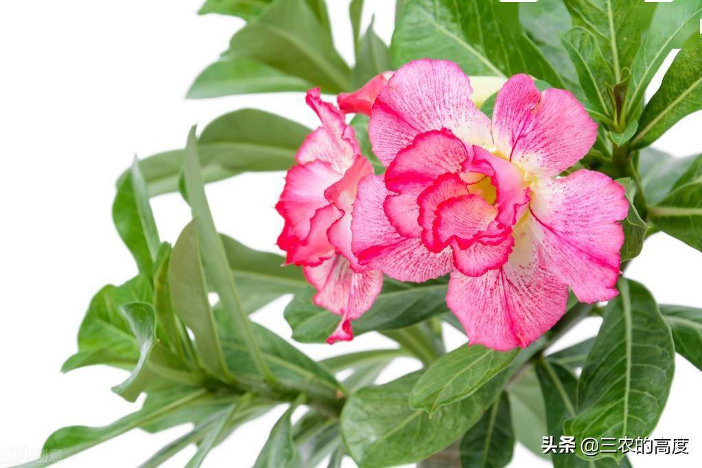 16种家里常养的花 越漂亮越有毒 多了解一下避免受伤害 植物 花卉 净化环境