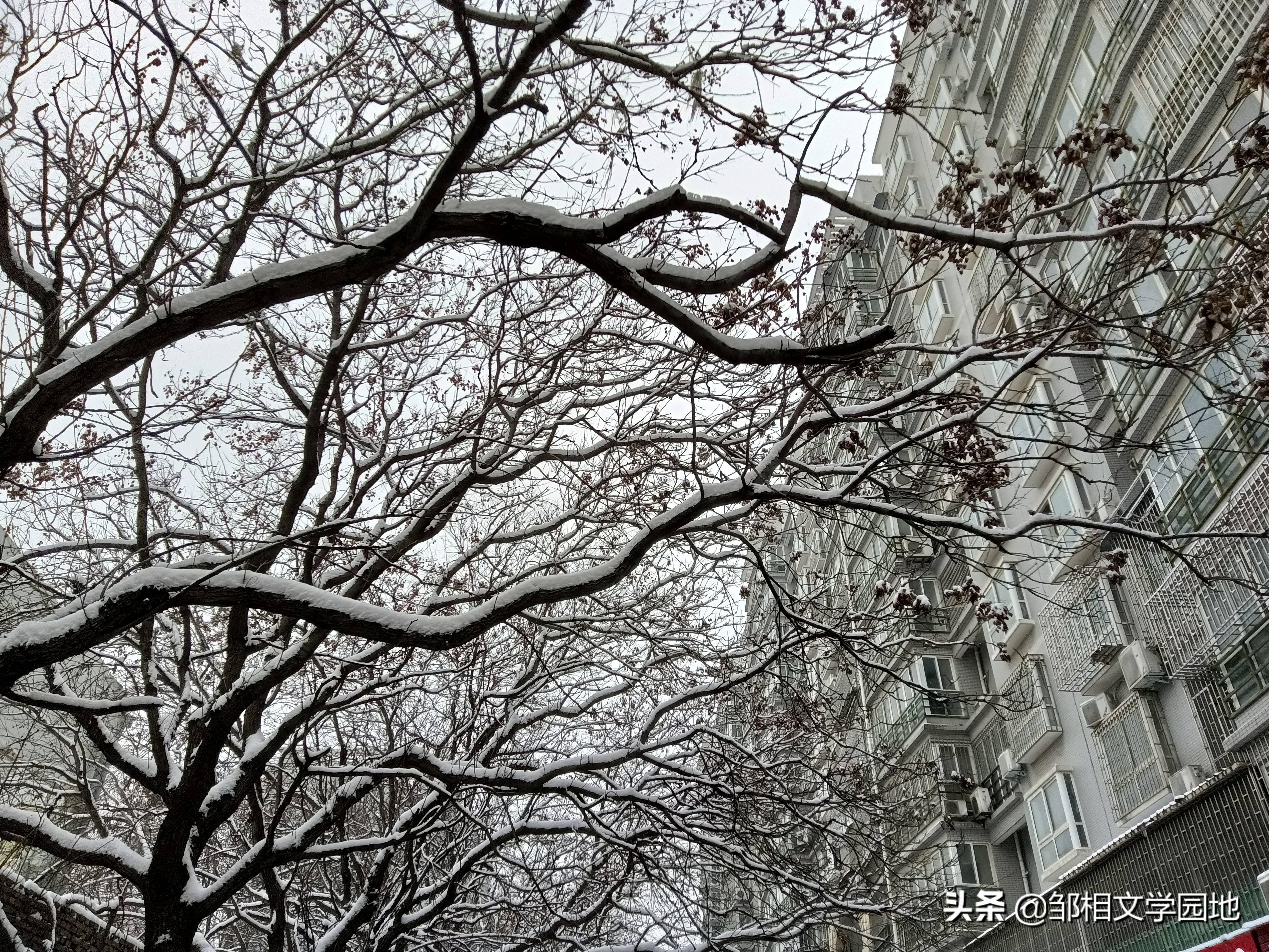 郑州2022年的第二场雪_邹相_少林_雪景