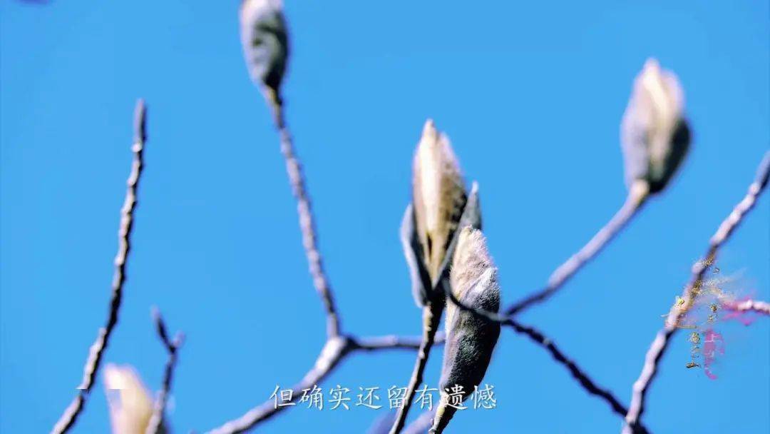 “上关花”到底是什么花？这部纪录片带您揭开苍山“金花”的面纱_大理_寻找_洱源县