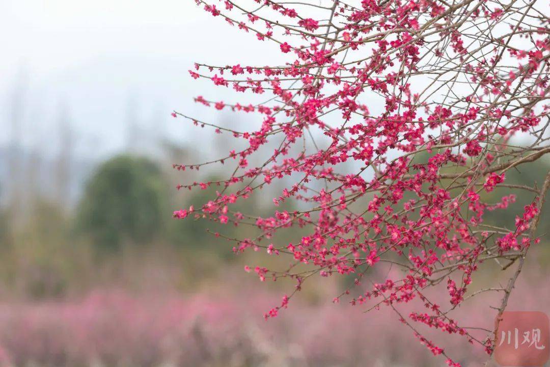 游乐|千亩梅花盛开！这一网红赏花地，今年新增大量停车位、游乐设施