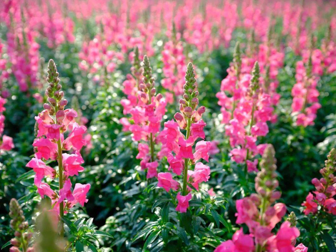 大良惊现大片金鱼草花海,现已进入盛花期!_顺峰山公园_文明_春花