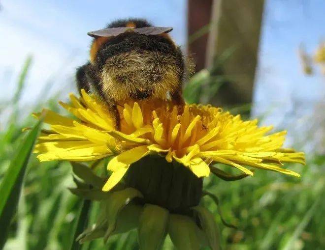 太 蜂 狂了 采蜜的蜜蜂转行吃起了肉 花粉 腐肉 微生物