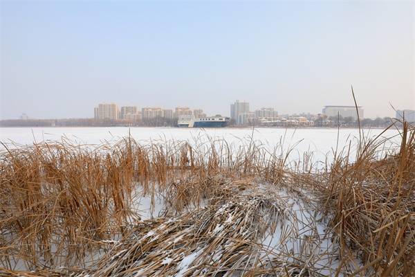 雪景|河北滦南：北河雪景美如画