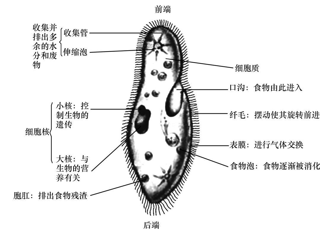 草履虫的结构3动植物细胞的结构和功能2显微镜的结构和功能1因此,在