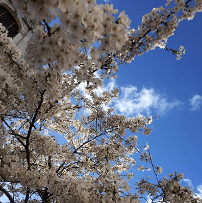 美得|她让陶瓷开花，细节美得无以复加