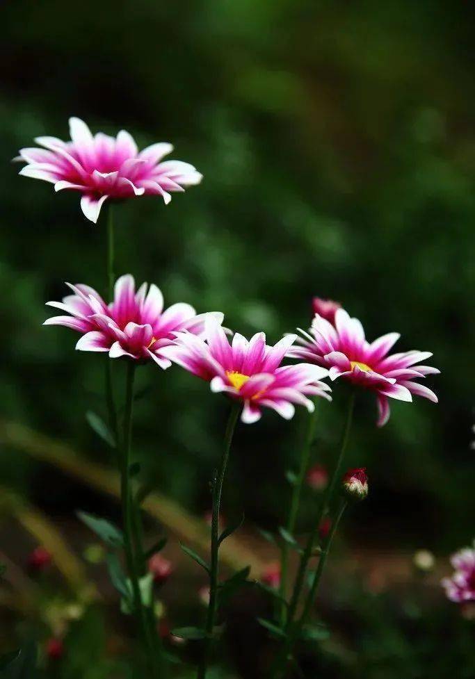 中国诗歌报黑龙江工作室第175期临屏诗优选合集 原野 万家灯火 燕书权 中国诗歌报黑龙江工作室第175期临屏诗优选合集 原野 万家灯火 燕书权