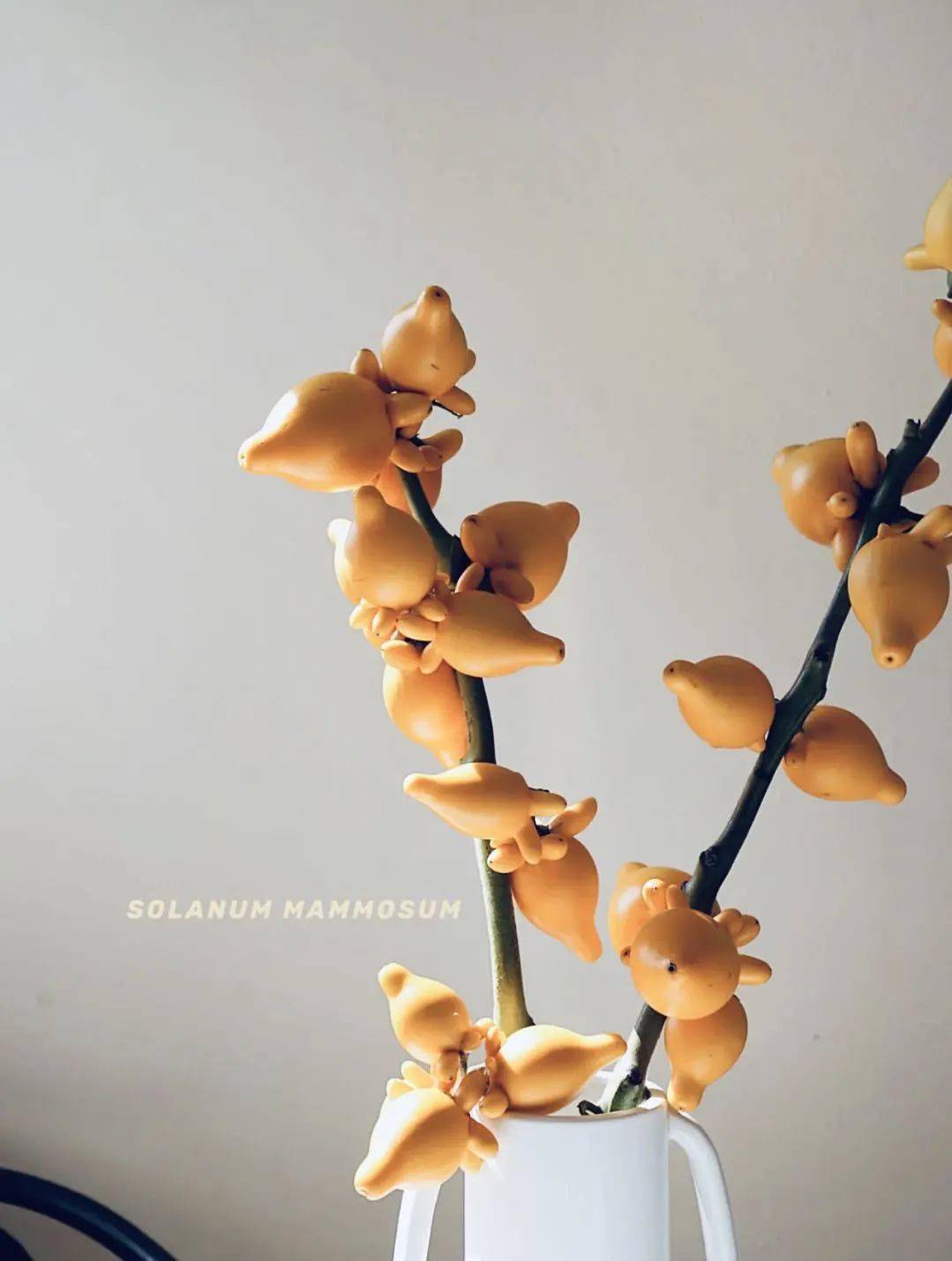 有哪些适合过年期间摆放在家里 又充满美好寓意的植物 看这里 养护 千层金 雪柳