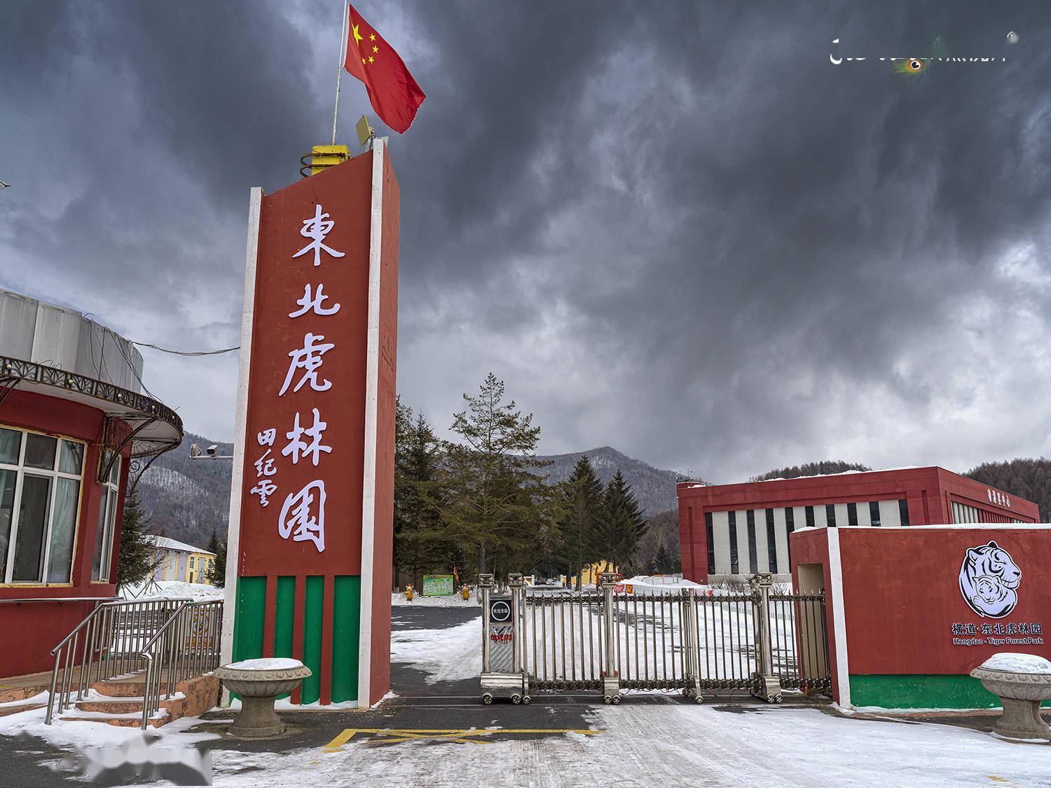 虎出没请注意感受600只超级大猫的虎威虎年走进中国虎乡