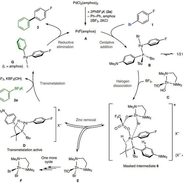 Nat. Catal.：Lewis酸介导的SuzukiMiyaura交叉偶联反应_中间体_进行_苯基