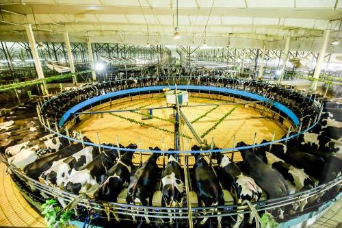 低温奶排行榜_霸榜天猫低温酸奶销量排行简爱酸奶双11迎开门红