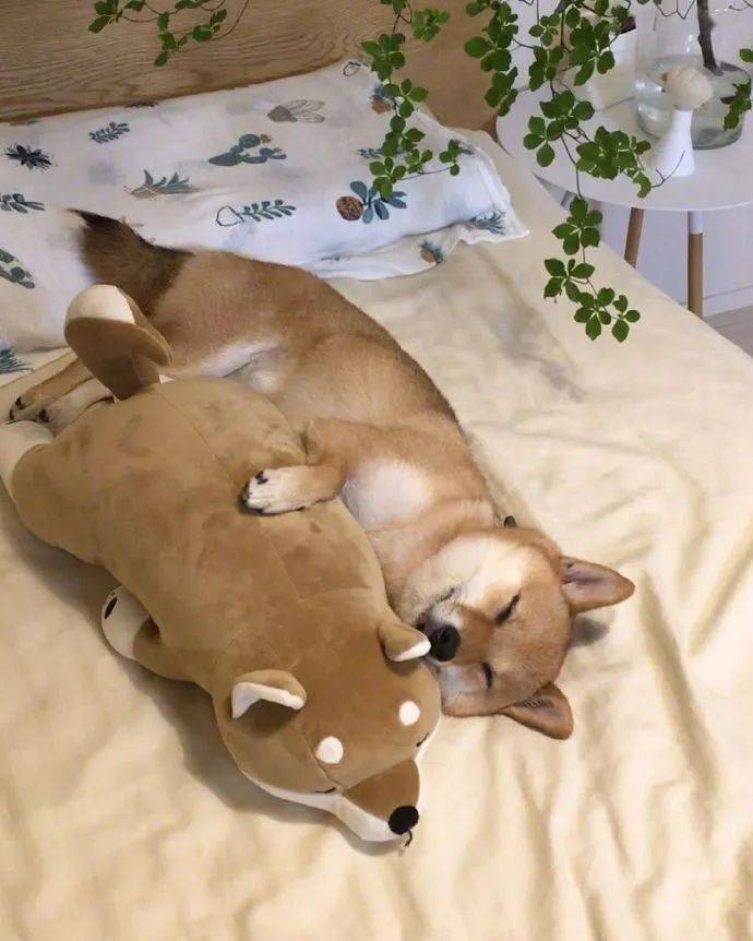 这条柴柴仅靠睡相就能吸粉10万看到它可爱的模样后我服气了