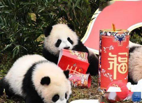 20只熊猫宝宝集体亮相贺新春！