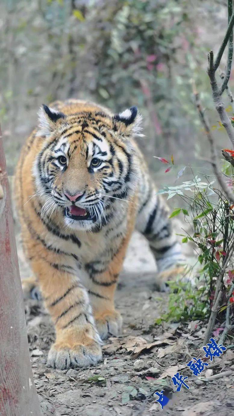 虎年临近萌虎出没成华融媒