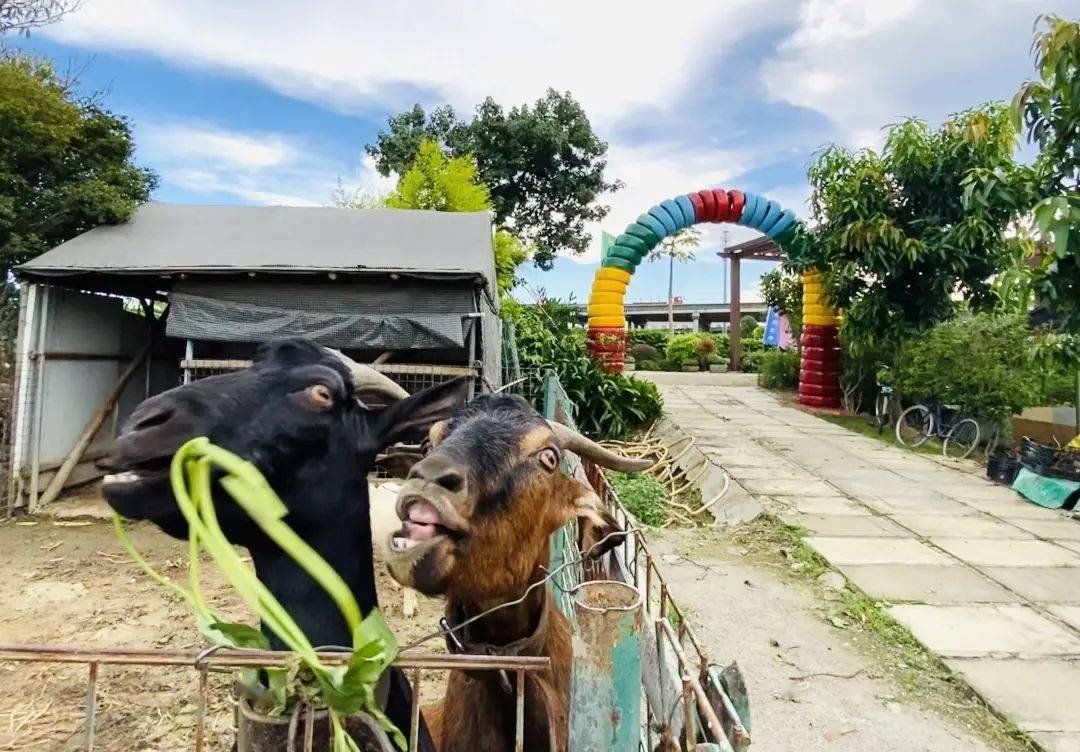 新地农场118元抢2大2小或3大门票8张游乐小票采摘券春节通用不加收