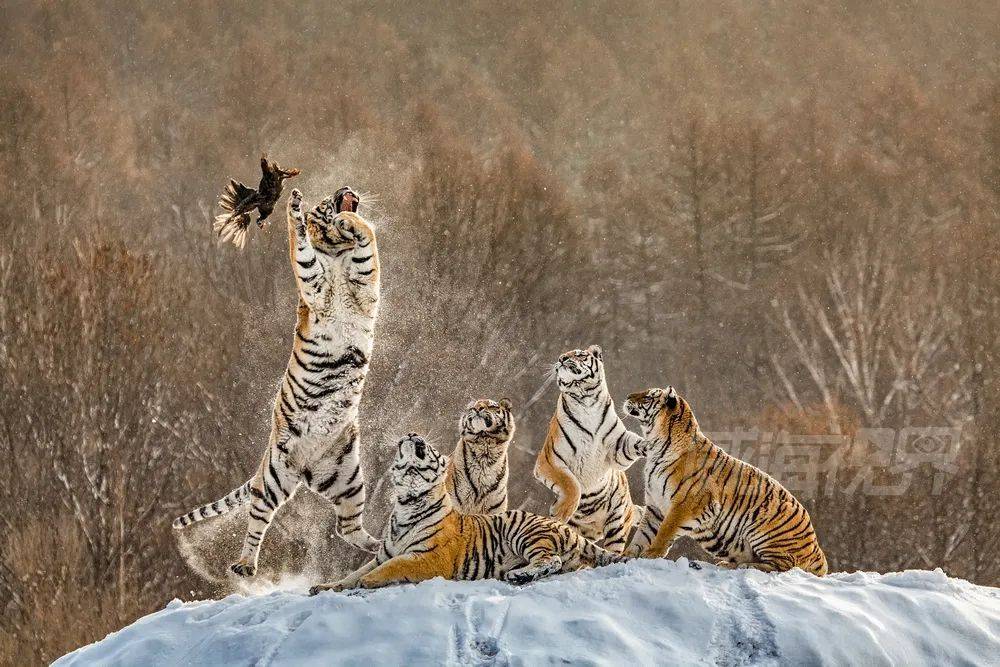 《雪中激战》▲《林海雪虎》◎视频:毕程霖我们对虎的敬畏和喜欢,也