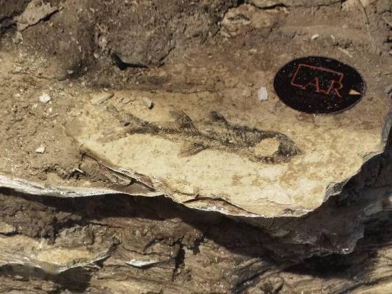 远古发现丨当化石标本碰上“元宇宙”，你想“召唤”哪只史前动物？