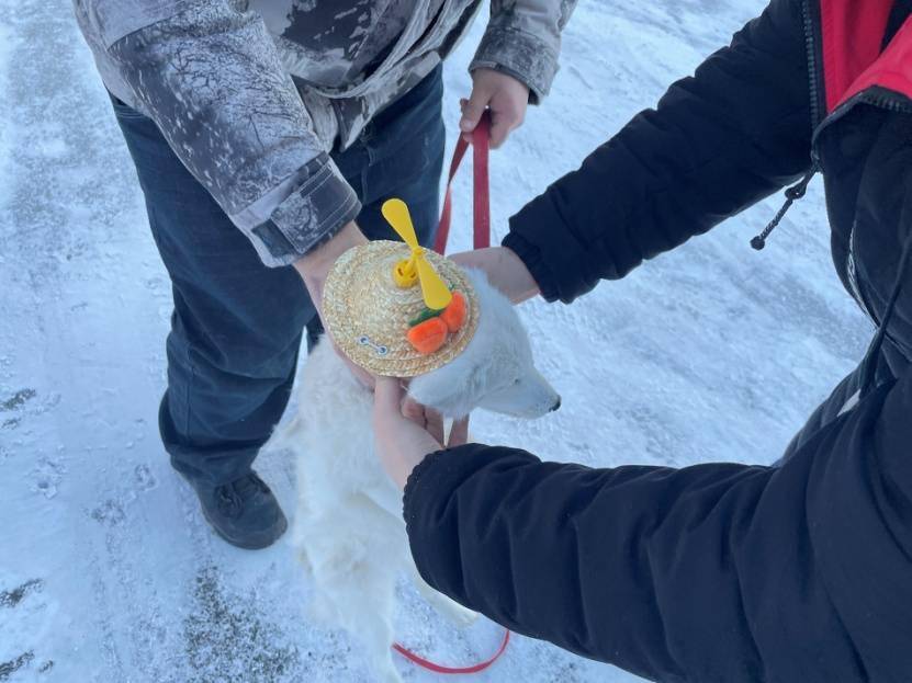 非法|在哈尔滨世界欢乐城和“雪域精灵”来一场别样邂逅吧！