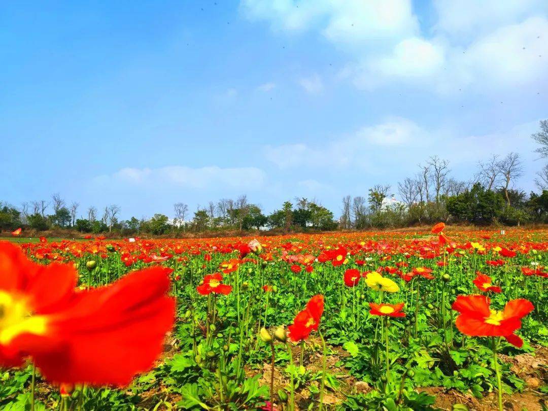 圣莲岛上百亩花海等你来赏,速来抢购超值门票!_泥土_故乡_华兹华斯