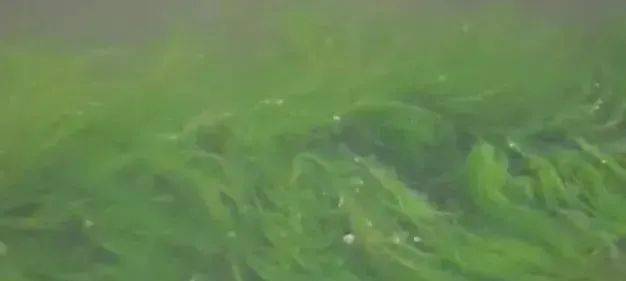 冬季养殖小龙虾 水质管理要重点预防青苔 池塘 水草 低温