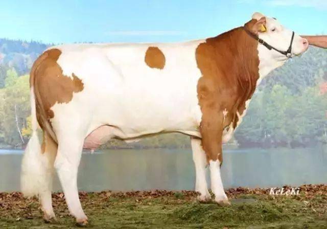 德国宝牛种公牛站图片图片