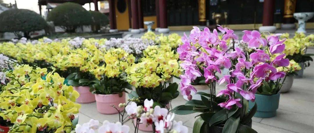 【佛前一盆花，长养菩提心】龙庄讲寺新年佛前供花。_供养_精神_香花