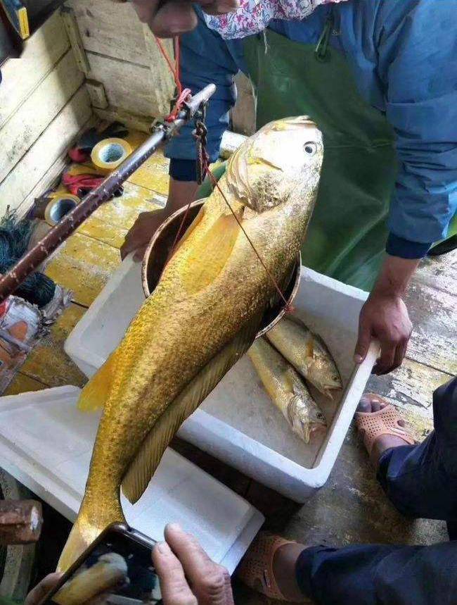 当船钓大黄鱼成为财富密码到底是该堵还是该放