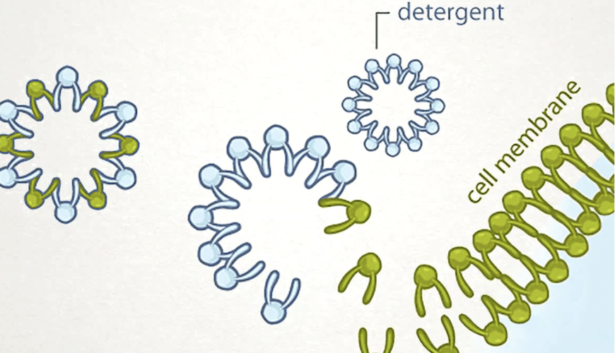 假期家庭小实验提取水果dna
