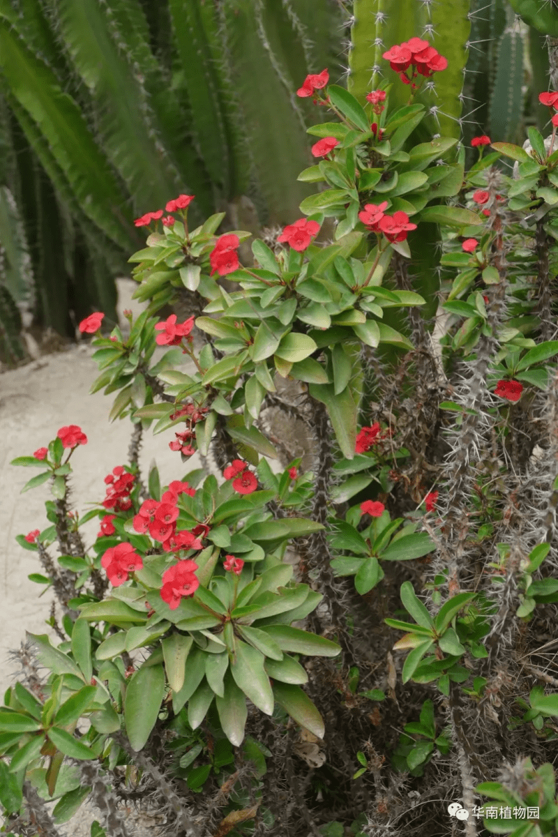 虎头|原来这么多“虎”藏在花花草草中！春节到华南植物园寻“虎”