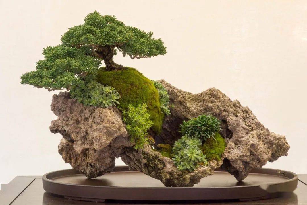盆景追求深远意境,用石头玉盘来养盆景,太有魅力了_山水_植物_盆栽