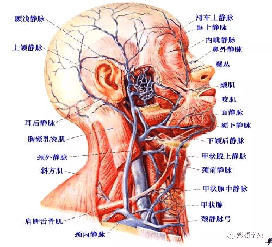 腮腺及面神經解剖_下頜_分支_位置