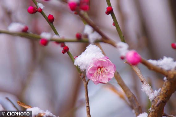 许昌|腊雪寻梅觅春色