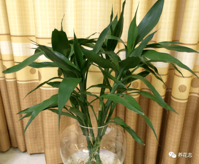 富贵竹怎么养好看又多 76555a8d83c142dba4d3b60e7ebd2cdf.png