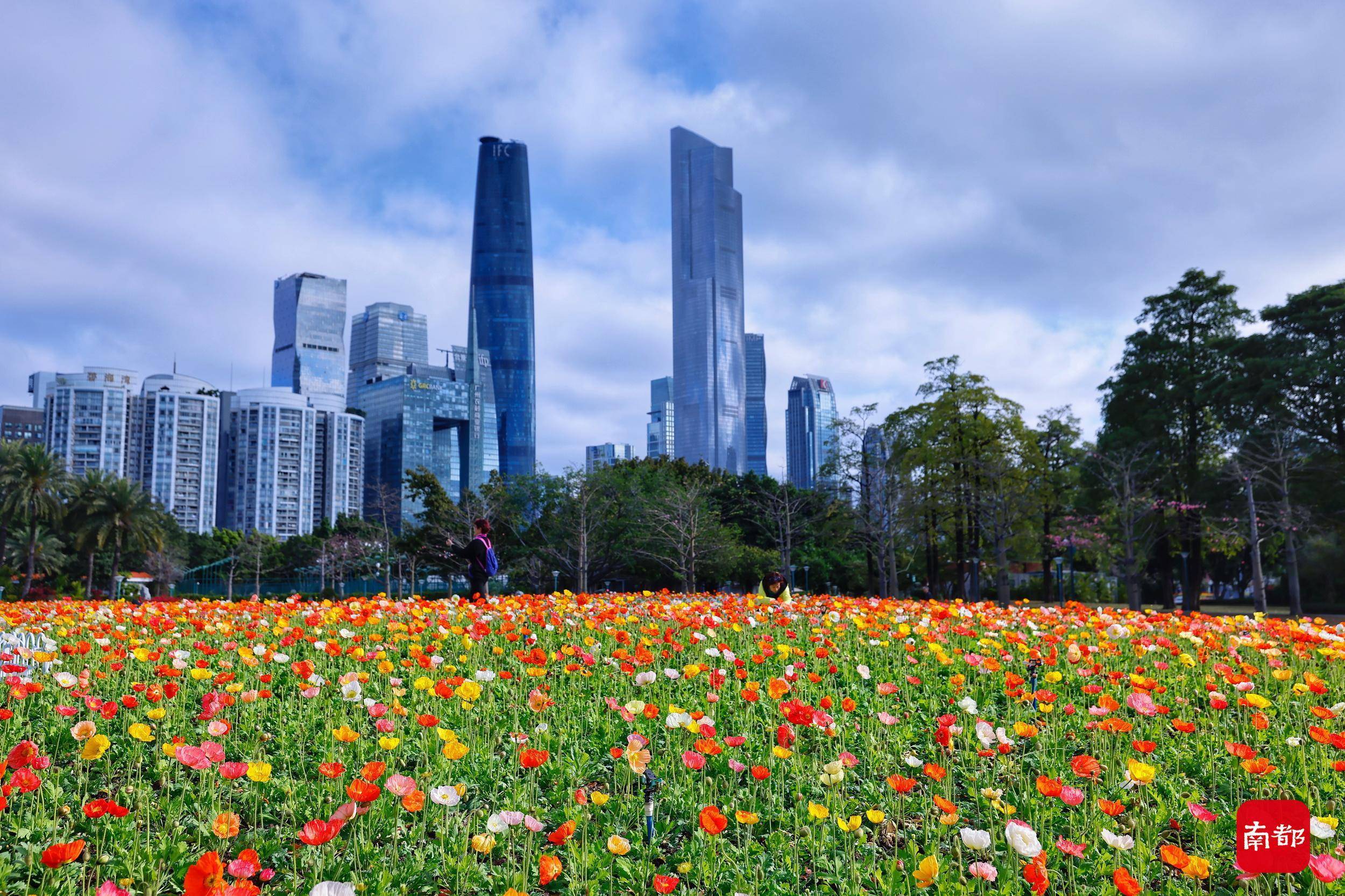 广州|图集：花城何处不飞花，在花海中欢度虎年春节