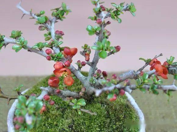 栽培长寿梅的10个要诀_修剪_进行_护理