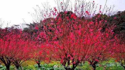 云台花园|赏花啦！广州大片花海呈现繁花盛景