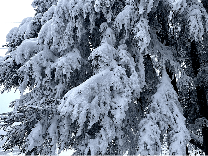 利川齐岳山雪景图片