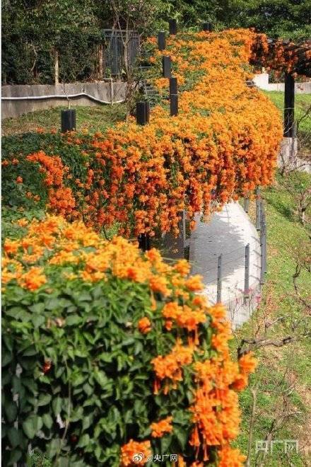 云台花园|赏花啦！广州大片花海呈现繁花盛景