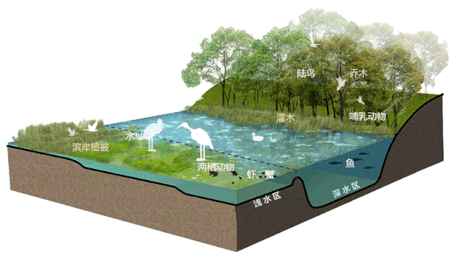湿地是地球上富有生物多样性的,独特的生态系统,它不仅蕴藏着丰富的