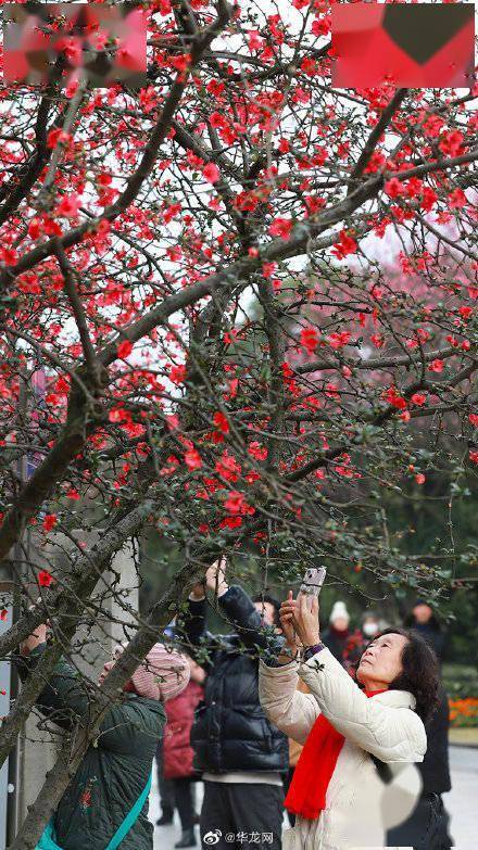 大年|立春！山城百花喜“报春”