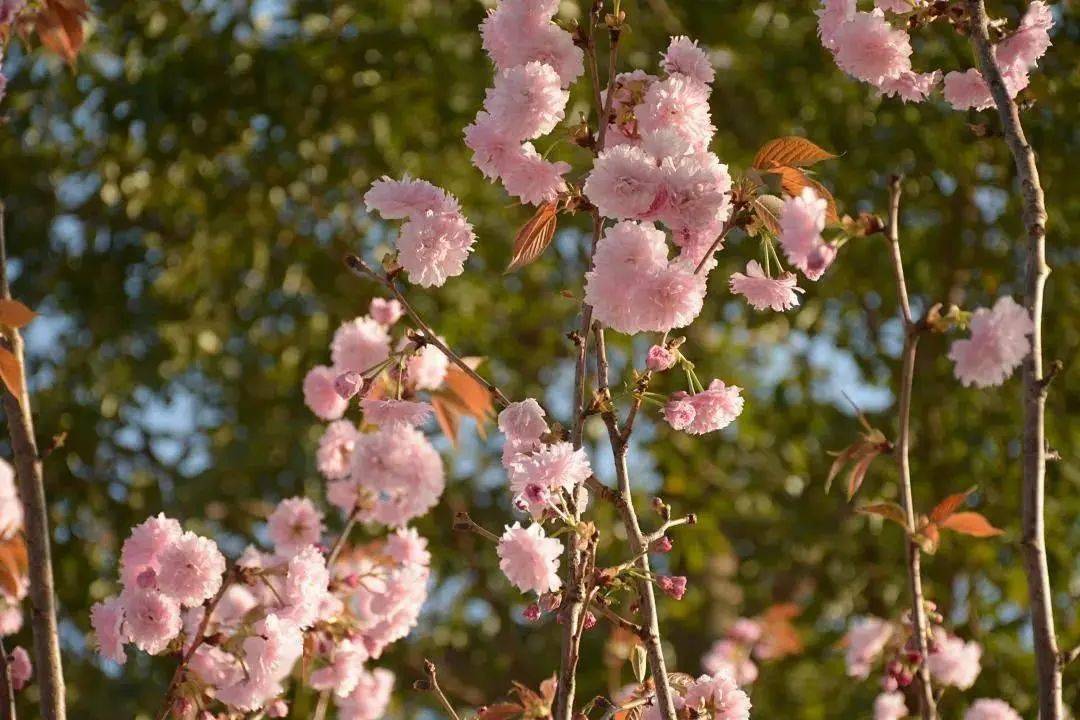 漫天粉雪中此时,来坦洲快活谷乐园正在进行中樱花旅游季2022坦洲来